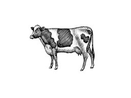 cow 2